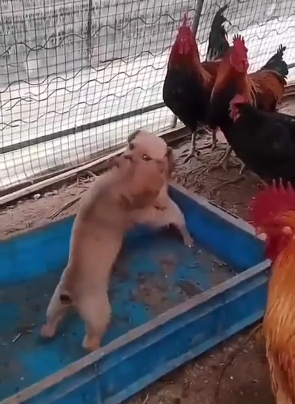 Pollos organizan pelea clandestina
